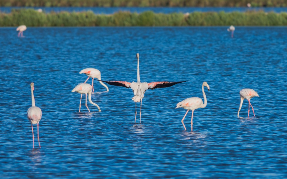 Urlaub in Cervio: Animation der Natur. Hier sehen Sie die Flamingos auf einem See an den Salinen und Salzwerken von Cervio. (#02)
