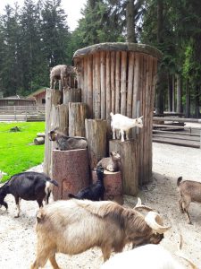 Bayerwald Tierpark Lohberg: Echt einen Ausflug wert!