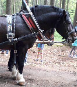 Pferdekutsche fahren auf der Mutter-Kind-Kur in Zwiesel: Für mich und meine Kinder ein Highlight!