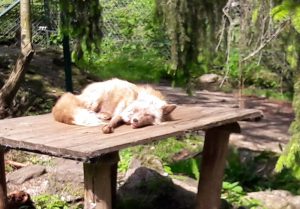 Tierpark Lohberg: Wildtiere hautnah!