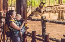 Tierquälerei oder Artenschutz? Das Sterben von Giraffen in deutschen Zoos