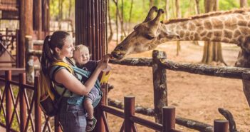 Tierquälerei oder Artenschutz? Das Sterben von Giraffen in deutschen Zoos
