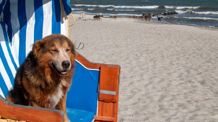 Ostseestrand ist Hundeland. (Foto: shutterstock - Sabine Schoenfeld)