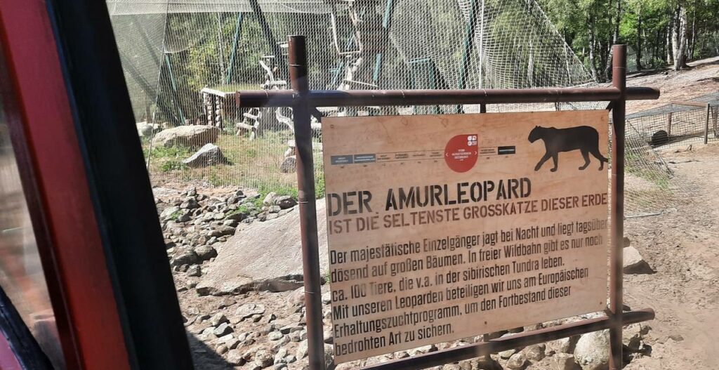 Der arme Amur-Leopard wird angekündigt. Dahinter erkennt man den Gitter-Käfig. Keine schönen Bilder aus dem Serengeti-Park Hodenhagen.
