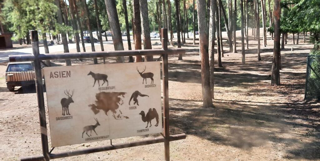 5 Meter für den Bus, doch ein Sprung auf der landkarte: Jetzt stehen die Kiefernwälder in einem anderen Kontinent!