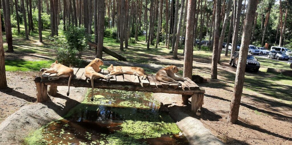 Die Löwen im Park. Rechts hinten die Pkw-Schlange, die sich durchs Gehege quält.