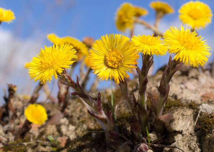 Eine echte Zündkerze ersetzt keine Attrappe, versuchen Sie dies also bitte auf keinen Fall! (Foto: shutterstock - Maslov Dmitry)