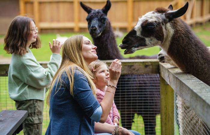 Kinder lieben Tiere! Zoos und Wildparks eignen sich daher perfekt für kleine Tierliebhaber, die gerne mehr über verschiedene Arten erfahren möchten. ( Foto: Adobe Stock- Irina Schmidt ) 