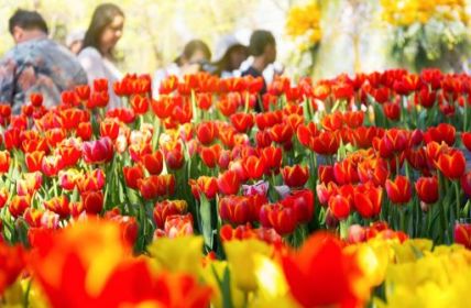 Balingens Gartenschau startet am 5. Mai 2023 (Foto: AdobeStock - DifferR 139214452)