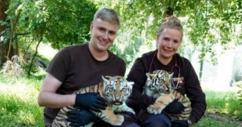 Sibirische Tiger bringen erstmals Nachwuchs im Serengeti-Park zur (Foto: Serengeti Park)