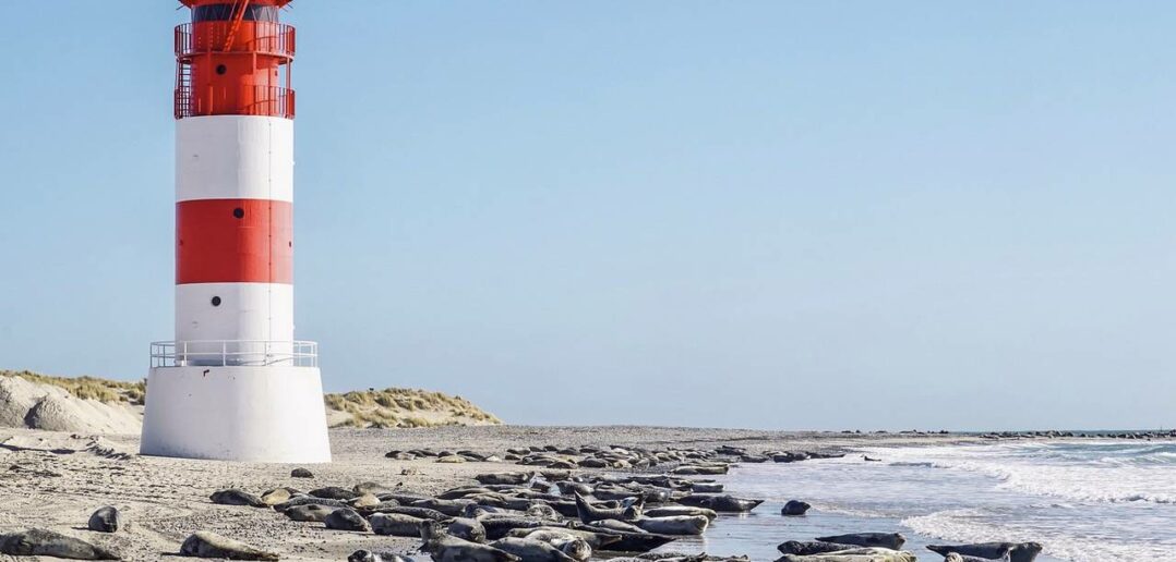 Nordseeurlaub mit Kindern – Tipps für Aktivitäten und Ausflüge. (Foto: https://pixabay.com/de/photos/strand-leuchtturm-robben-seehunde-4984023/)