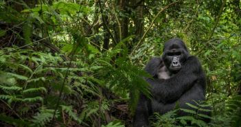 Erleben Sie unvergessliche Abenteuer in Uganda und Ruanda! (Foto: AdobeStock 550564346 Roger de la Harpe)