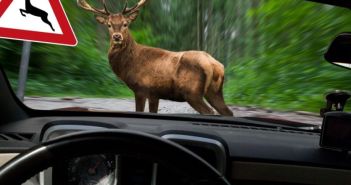 Frühlingswildwechsel erhöht Unfallrisiko auf Landstraßen und Waldwegen deutlich (Foto: AdobeStock - Biewer_Jürgen - 244715526)