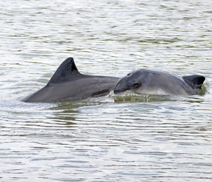 Schweinswale (Foto: Michael Hillmann)